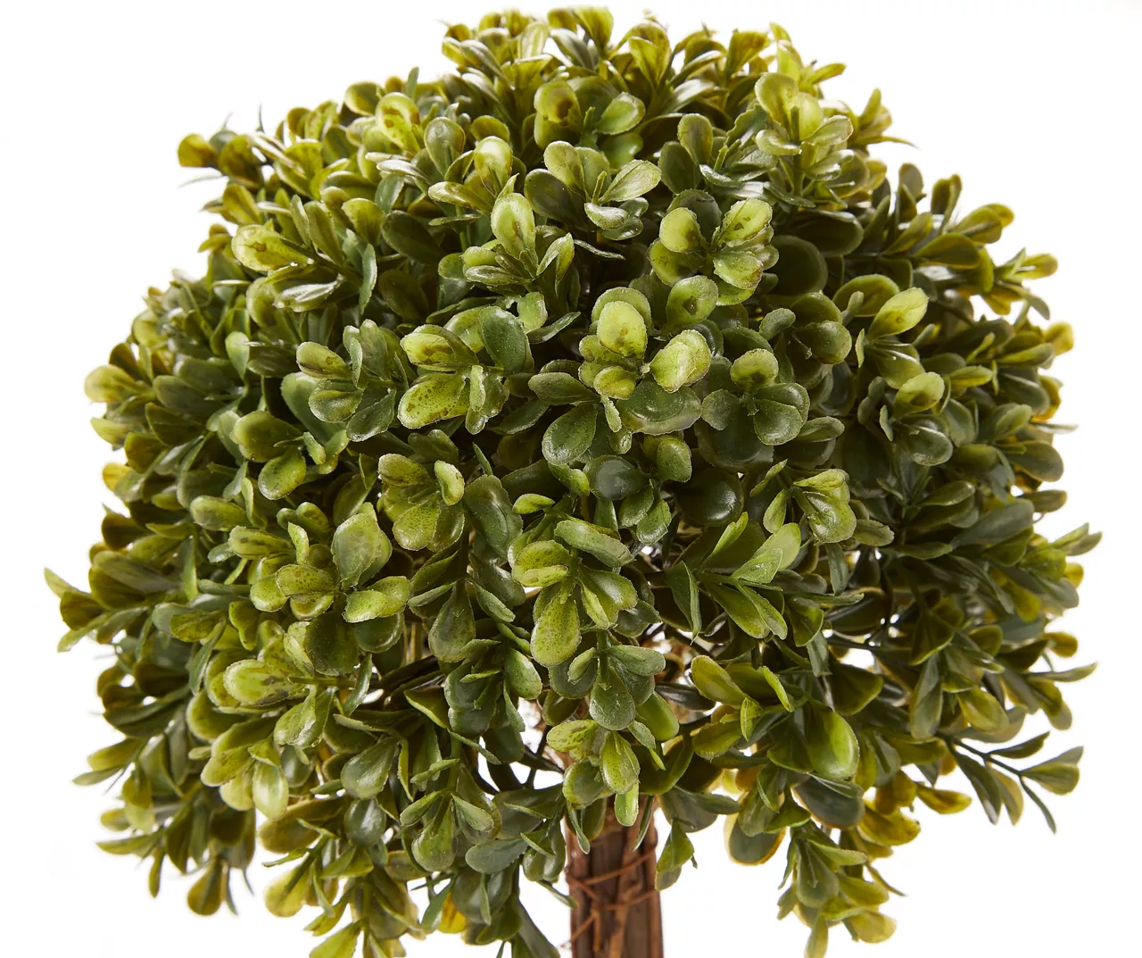 Topiary In Ceramic Pot - Image 2